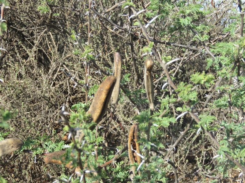 Vachellia hebeclada subsp. hebeclada photo 3