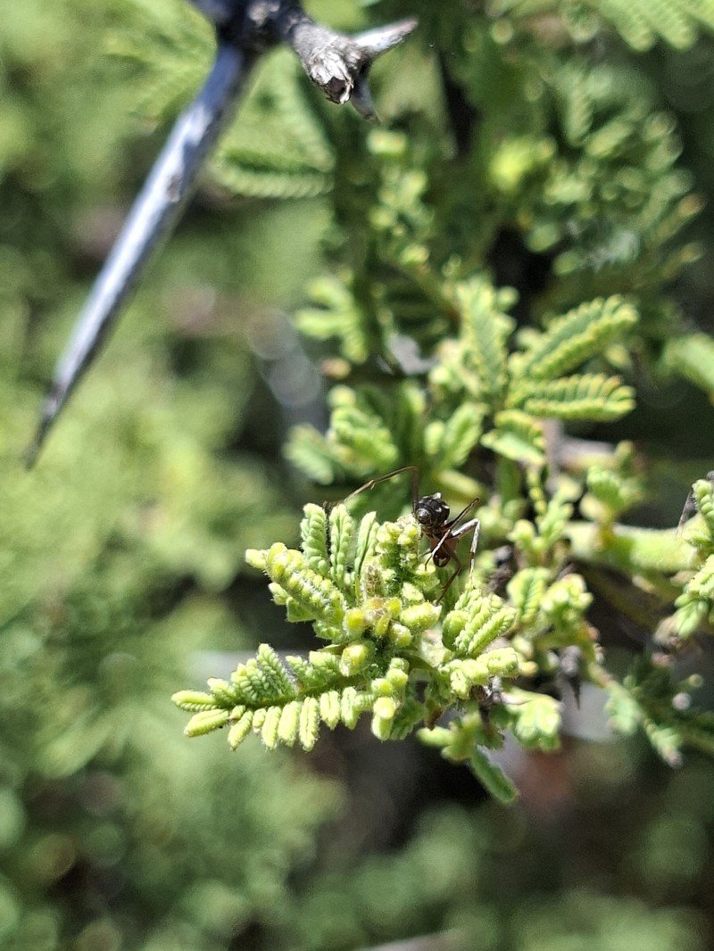 Vachellia hebeclada subsp. hebeclada photo 4