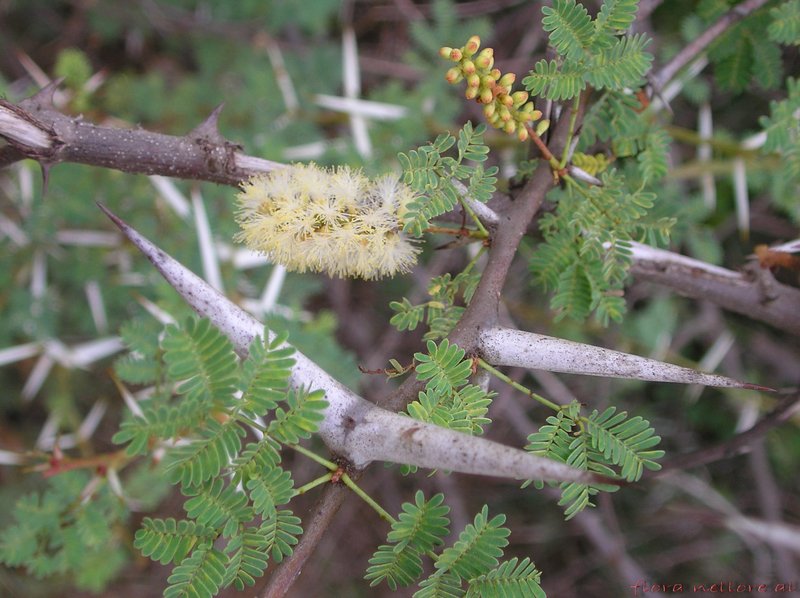 Vachellia horrida