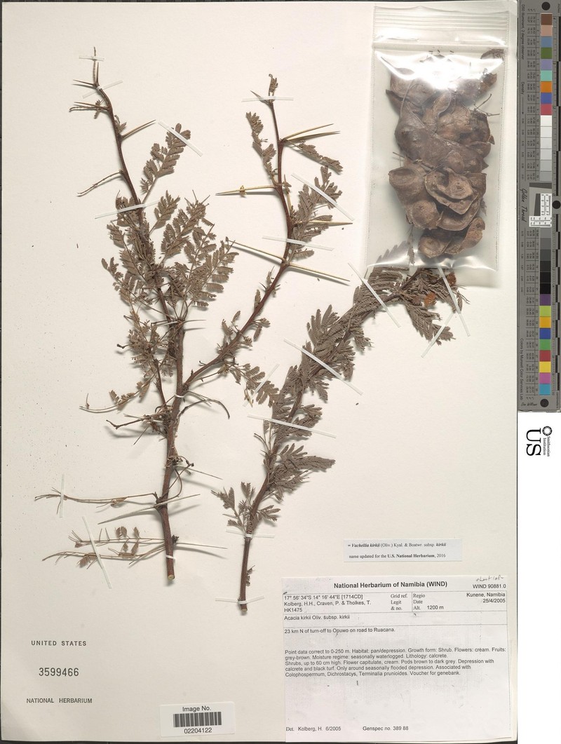 Vachellia kirkii subsp. kirkii