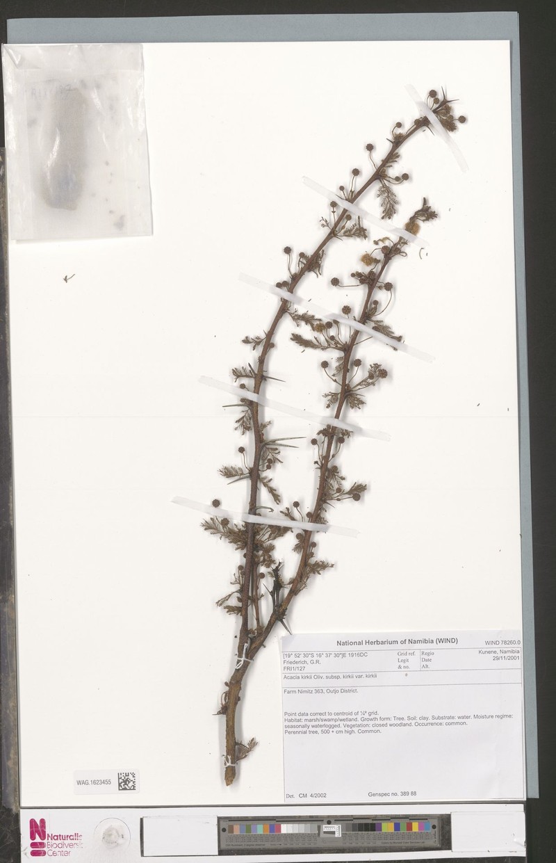Vachellia kirkii subsp. kirkii photo 2