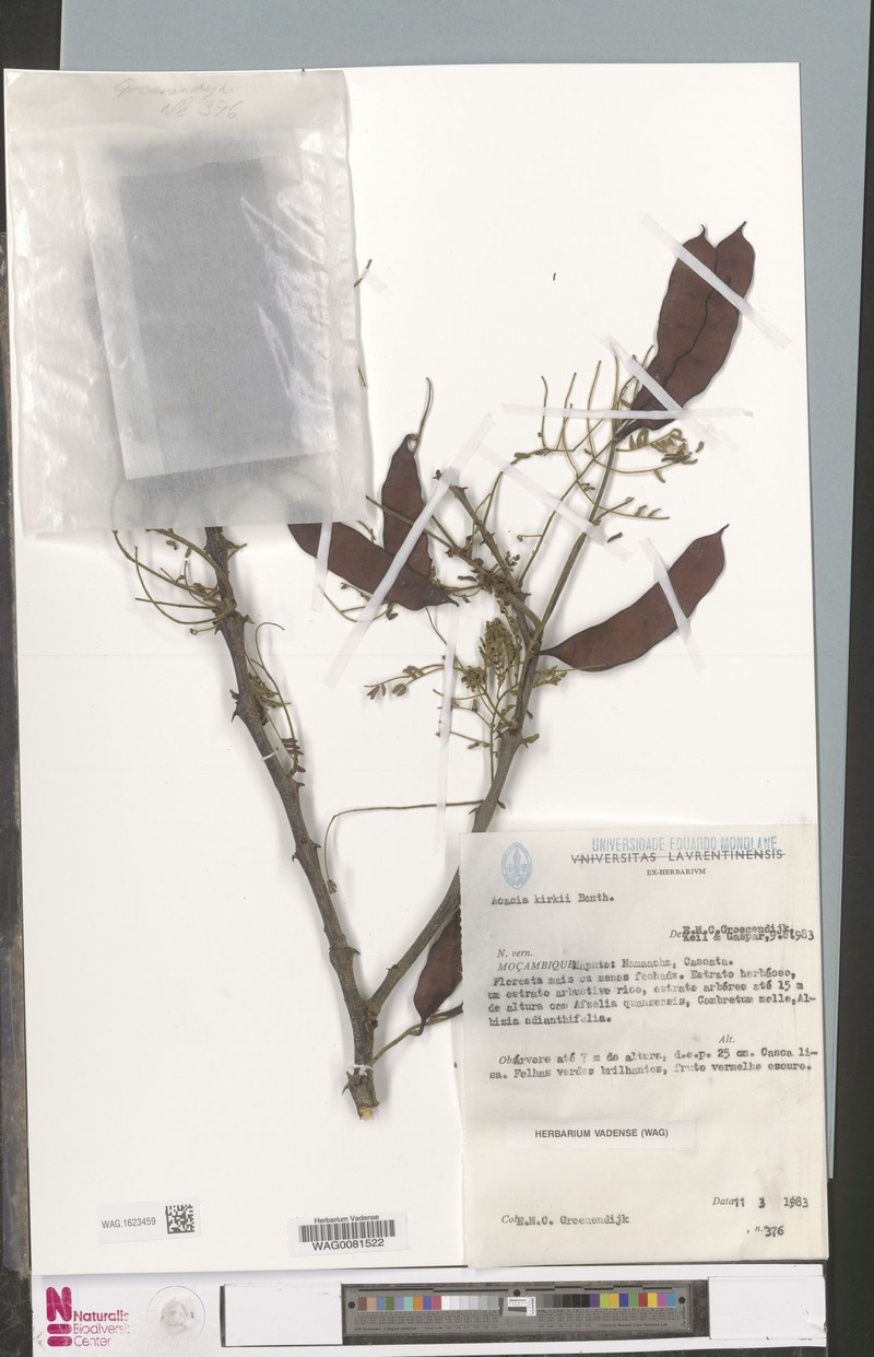 Vachellia kirkii subsp. kirkii photo 3