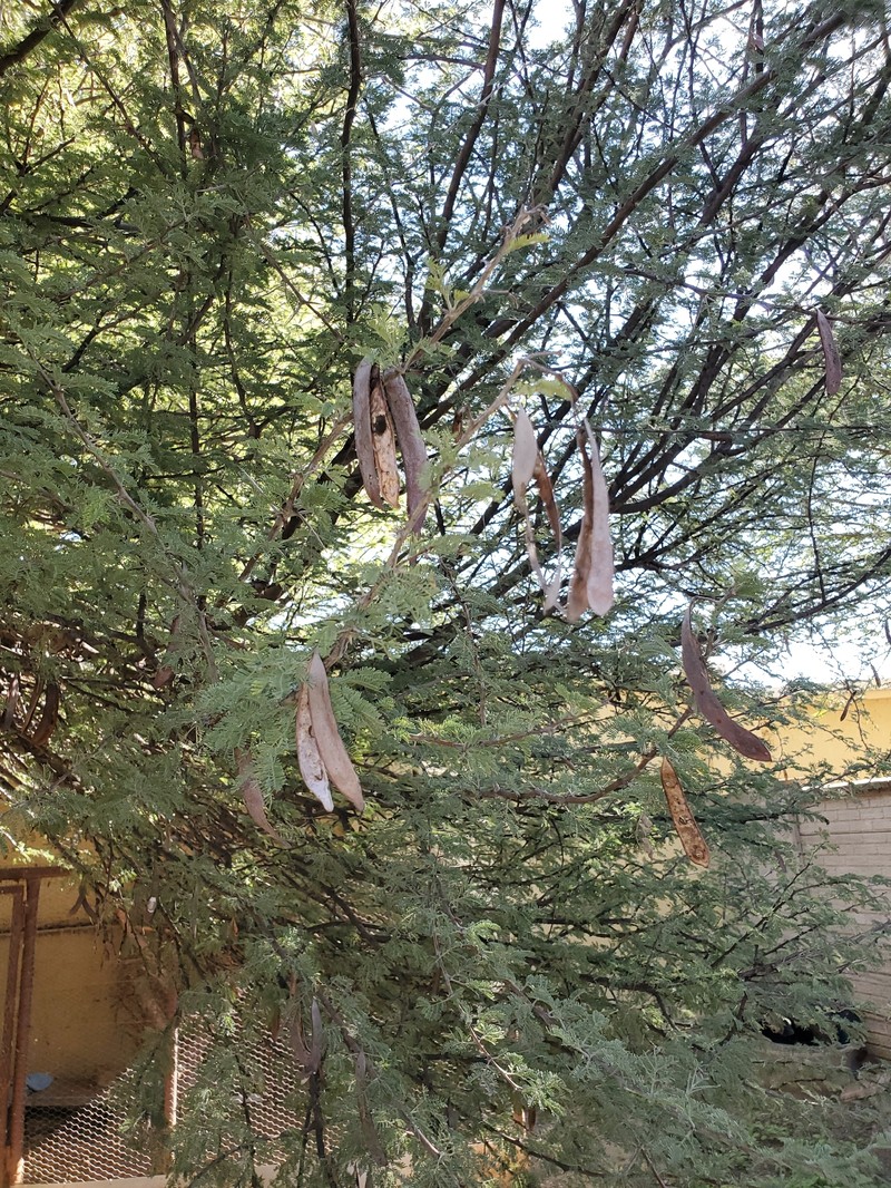 Vachellia luederitzii var. luederitzii