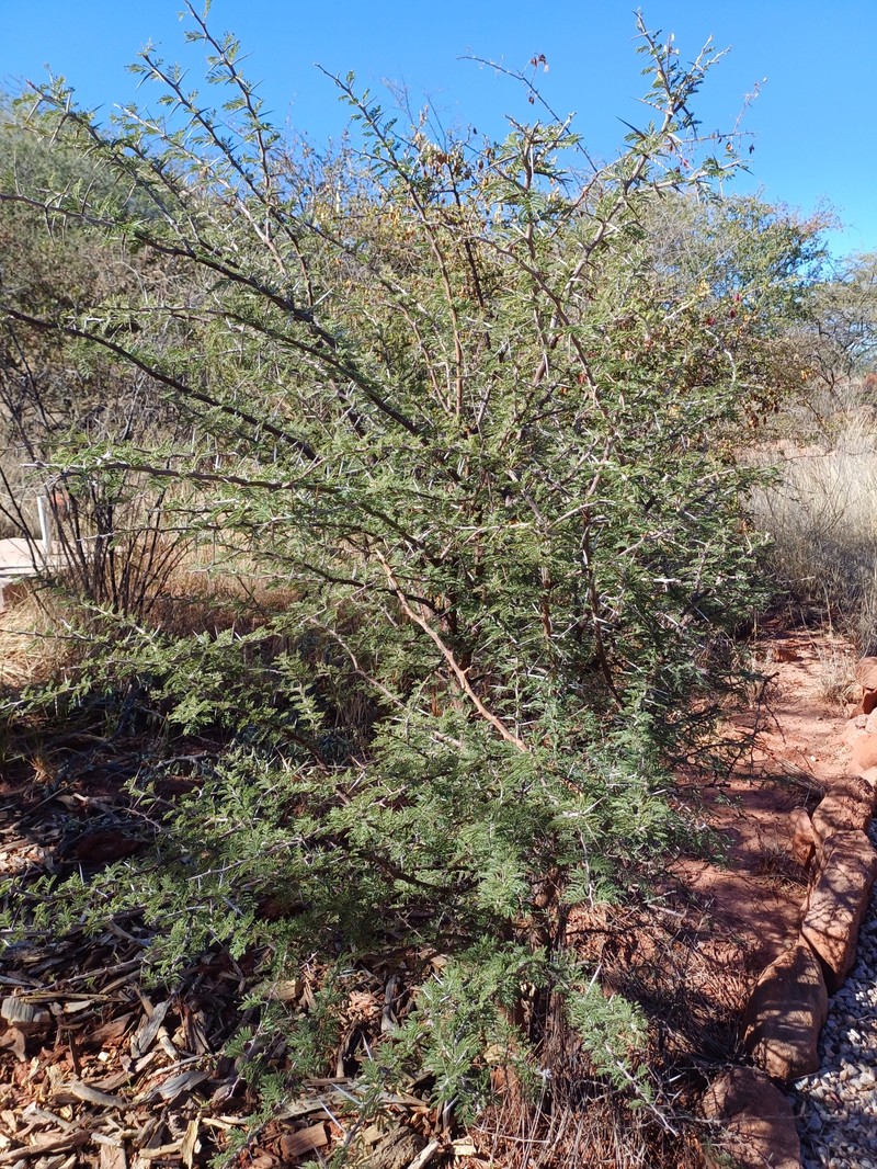 Vachellia luederitzii var. luederitzii photo 2