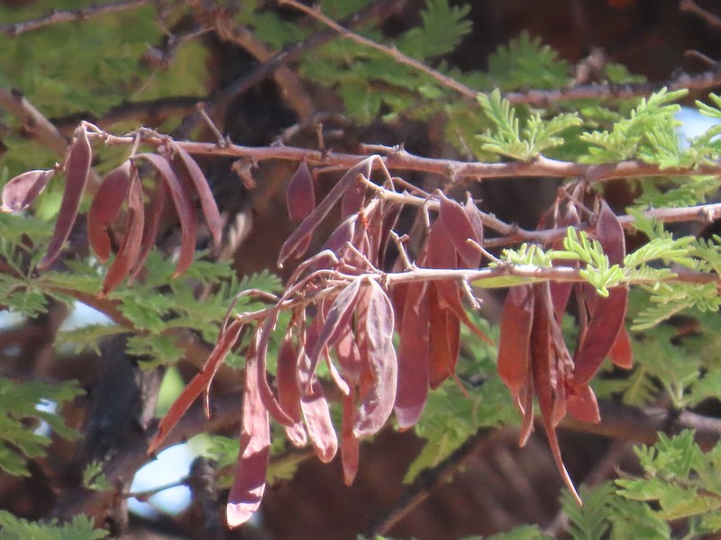 Vachellia luederitzii var. luederitzii photo 3
