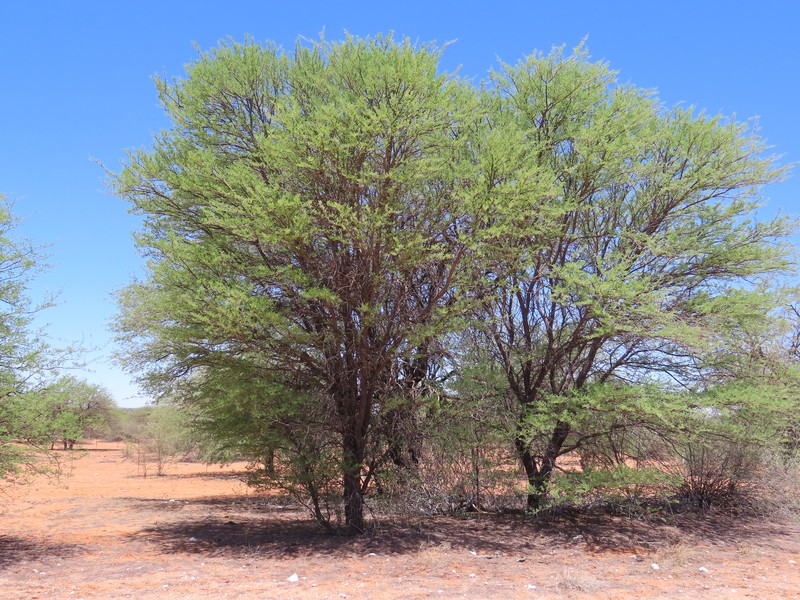 Vachellia luederitzii var. luederitzii photo 4