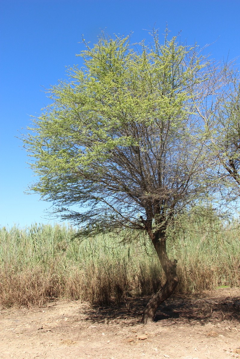 Vachellia myrmecophila