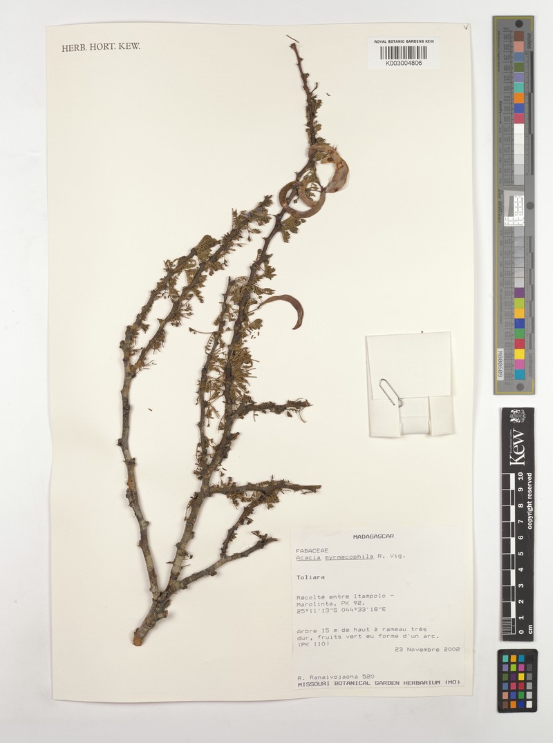 Vachellia myrmecophila photo 2