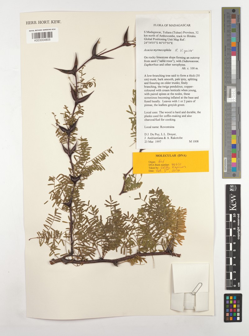 Vachellia myrmecophila photo 3