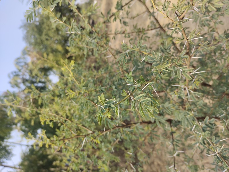 Egyptian Thorn