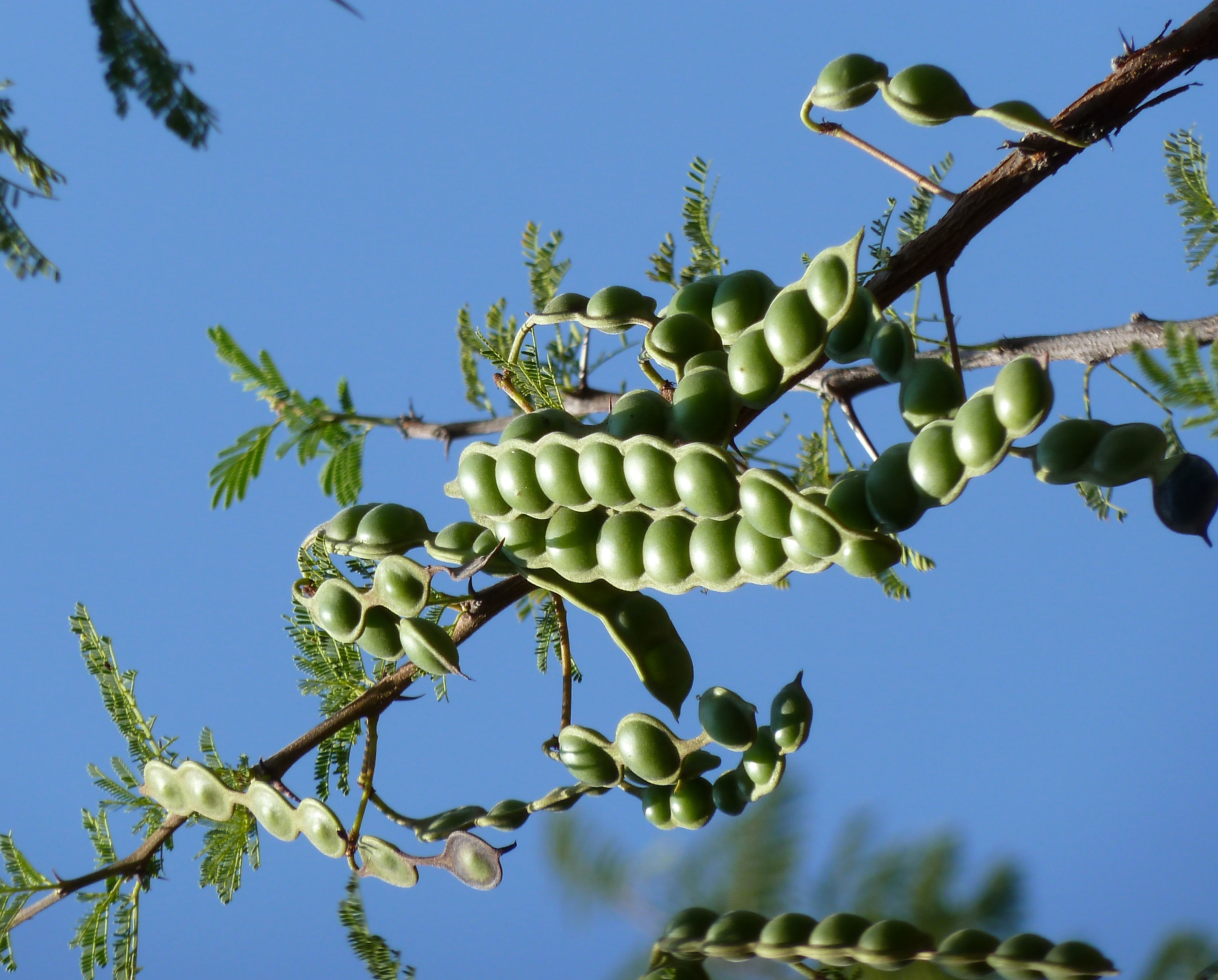 Egyptian Thorn photo 4