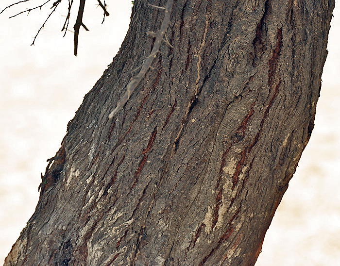 Egyptian Thorn photo 5