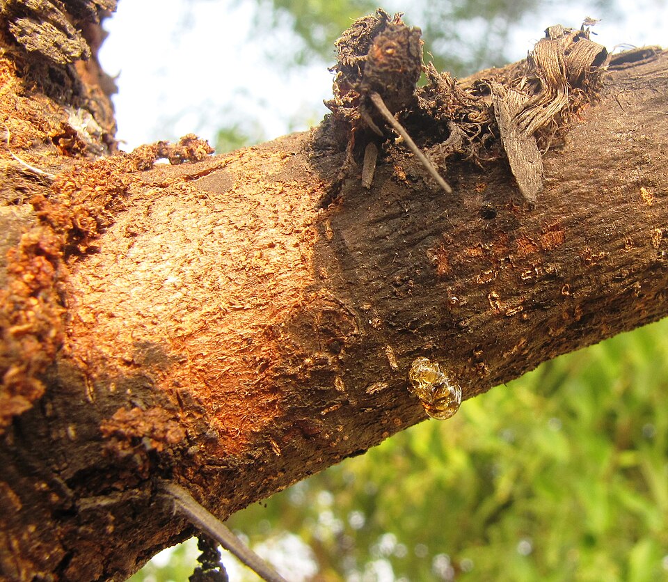 Egyptian Thorn photo 6