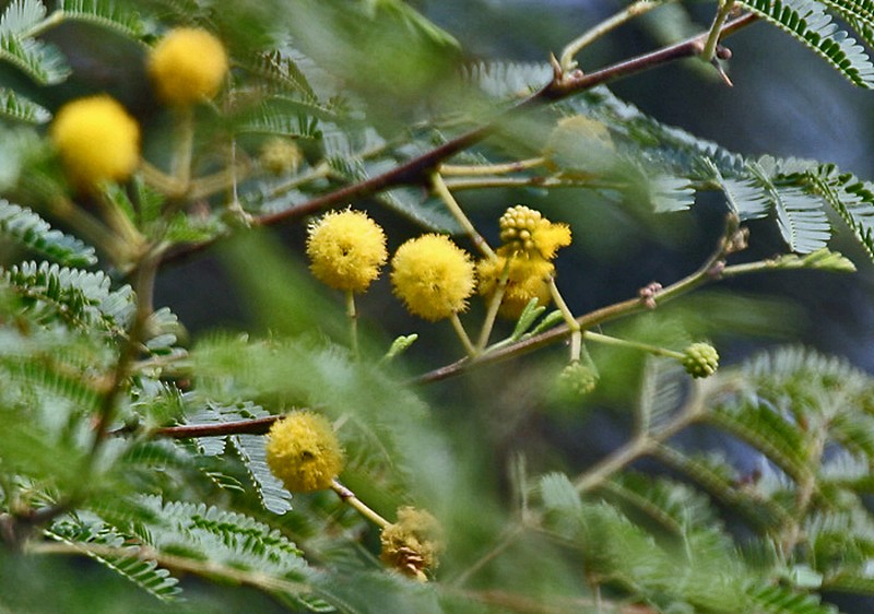 Egyptian Thorn photo 2