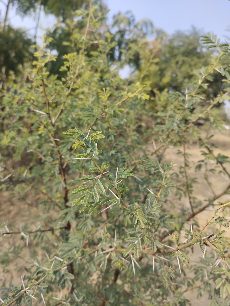 Vachellia nilotica subsp. nilotica