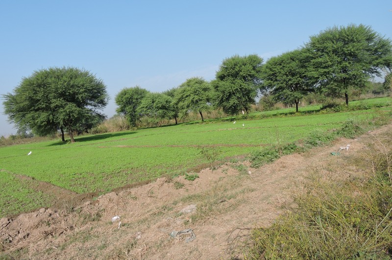 Vachellia nilotica subsp. nilotica photo 2