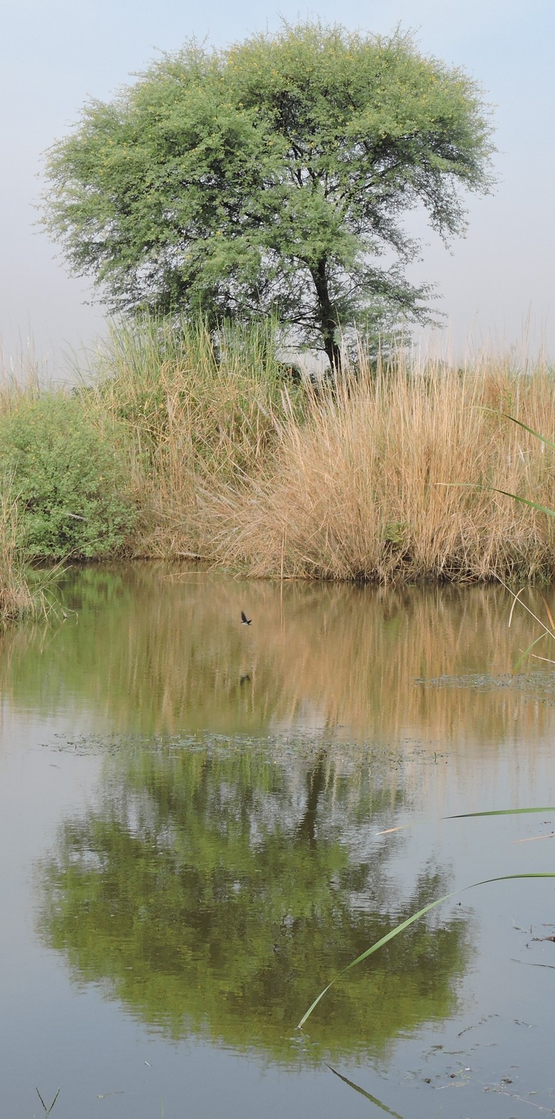Vachellia nilotica subsp. nilotica photo 3