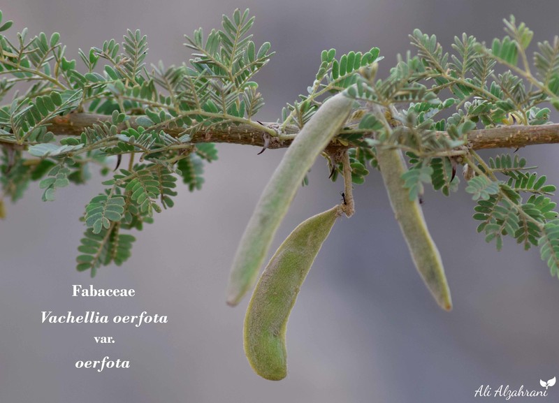 Vachellia oerfota var. oerfota