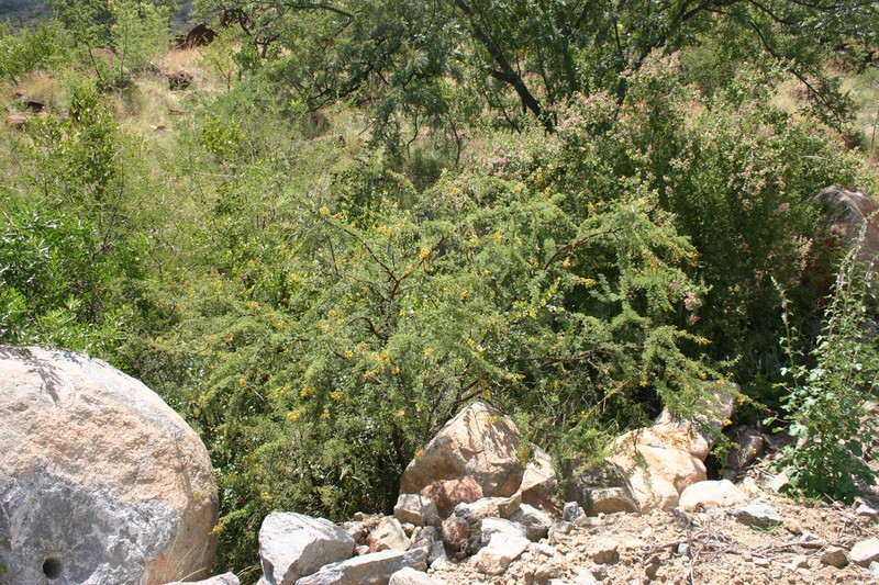 Vachellia ormocarpoides