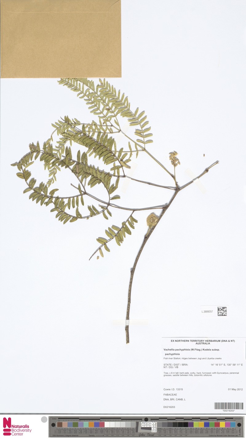 Vachellia pachyphloia subsp. pachyphloia