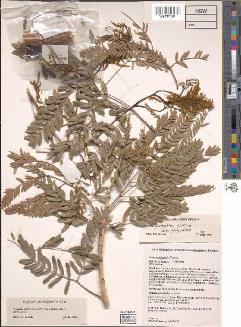 Vachellia pachyphloia subsp. pachyphloia photo 2
