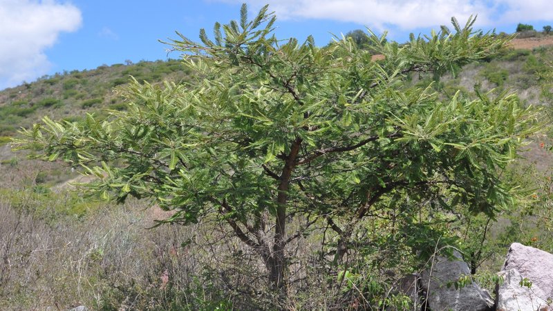 Fern-Leaf Acacia