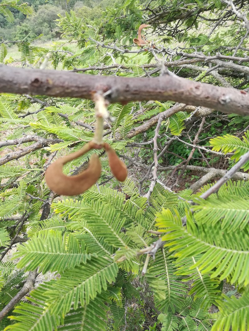 Vachellia pennatula var. pennatula