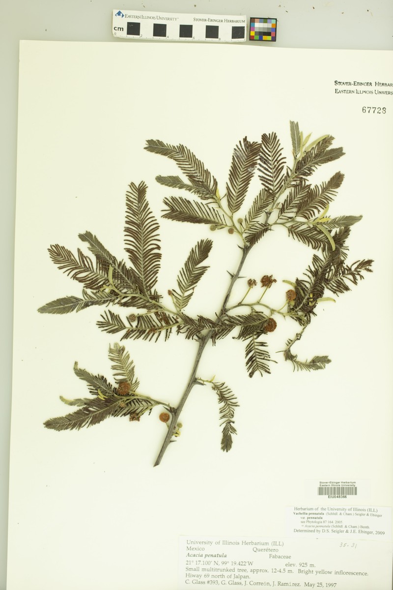 Vachellia pennatula var. pennatula photo 2