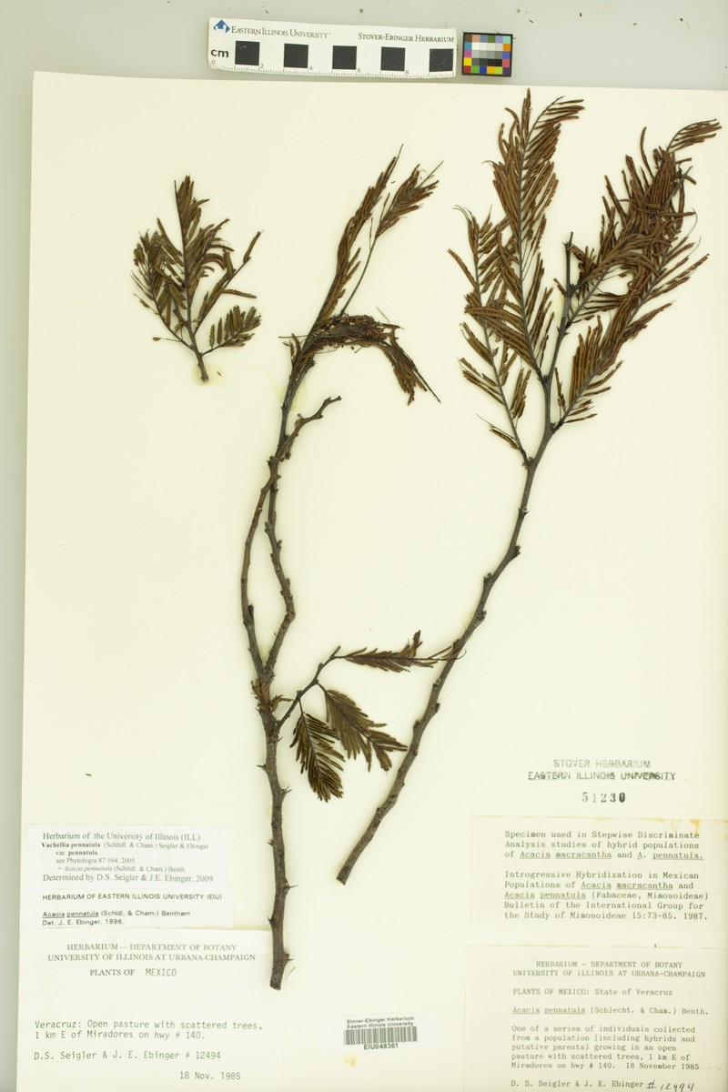 Vachellia pennatula var. pennatula photo 3
