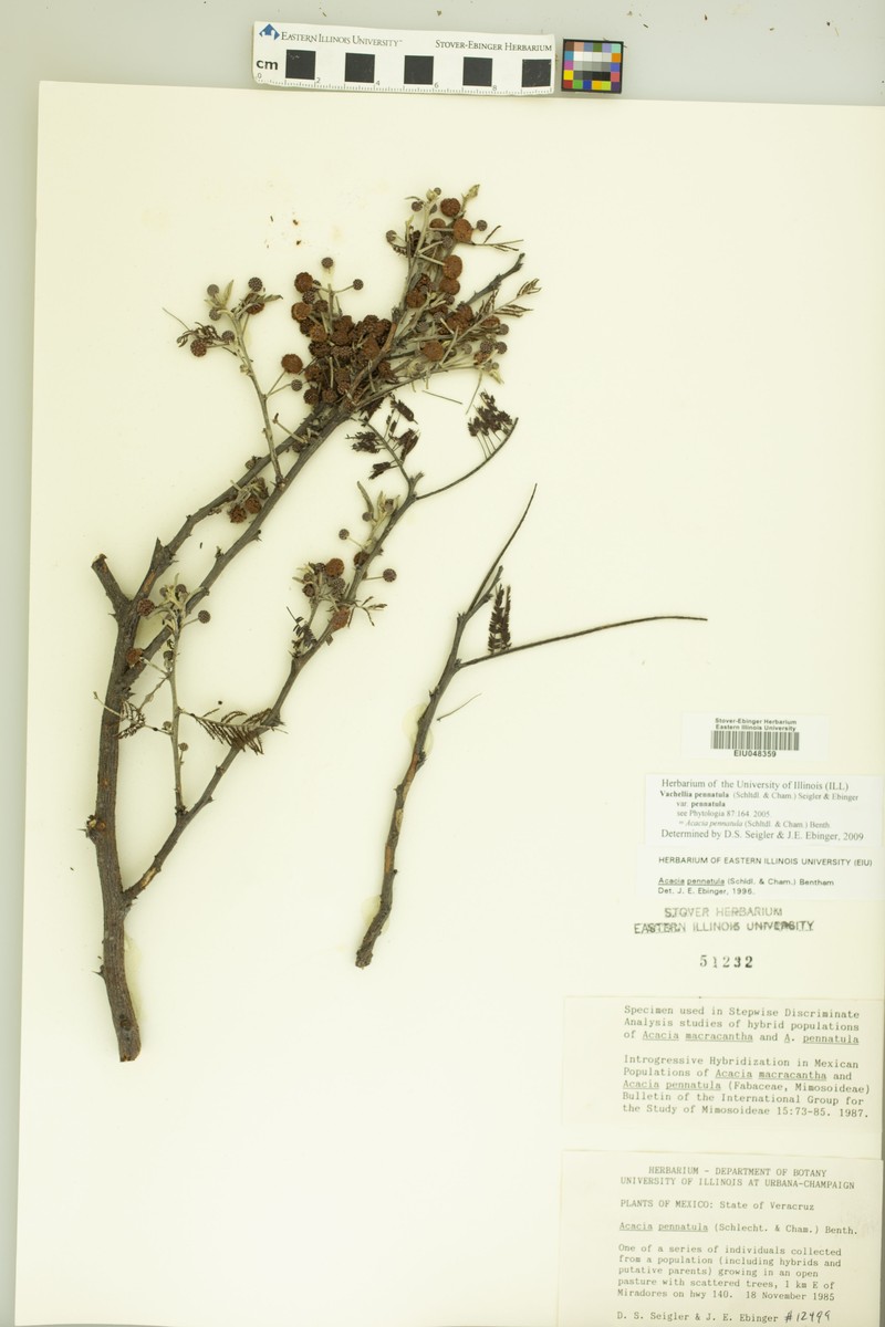 Vachellia pennatula var. pennatula photo 4