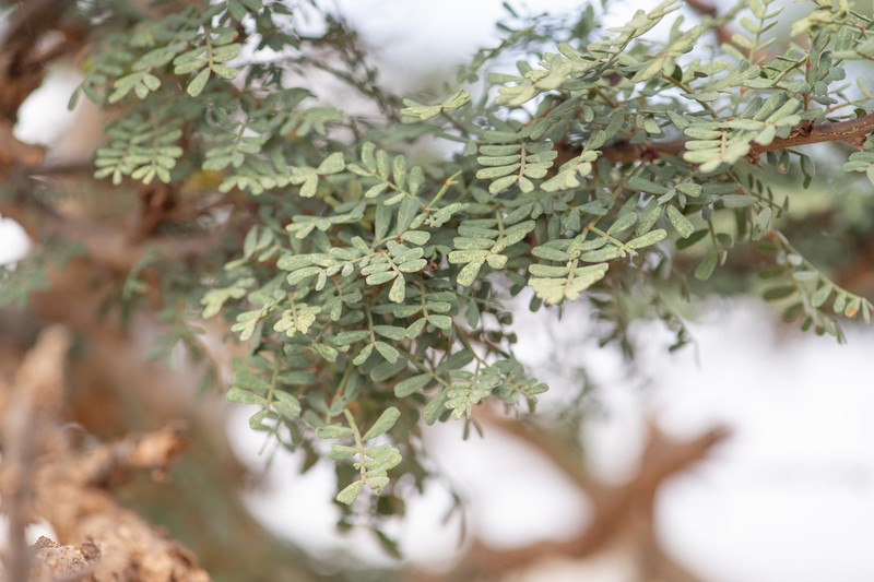 Vachellia pennivenia