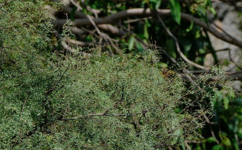 Vachellia pennivenia photo 2