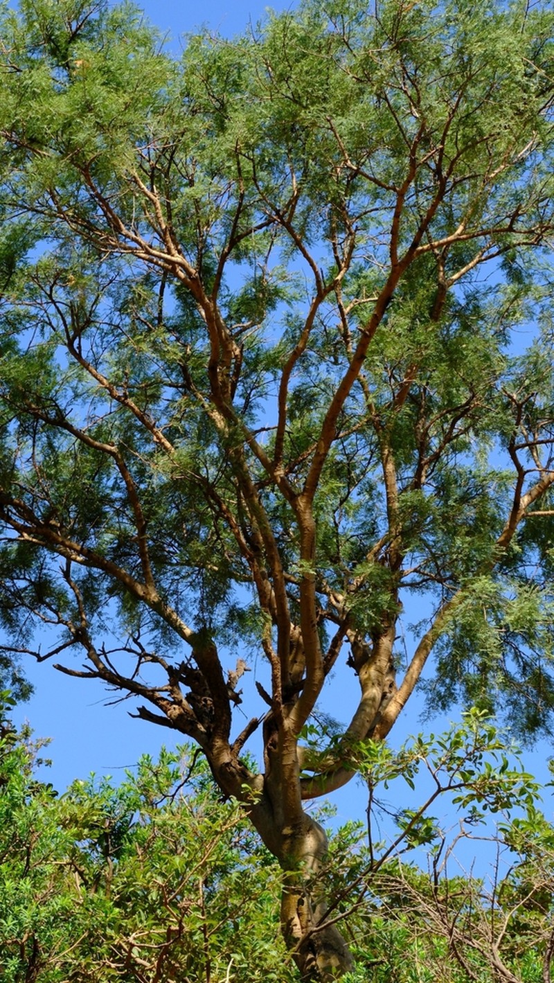 Vachellia pennivenia photo 3
