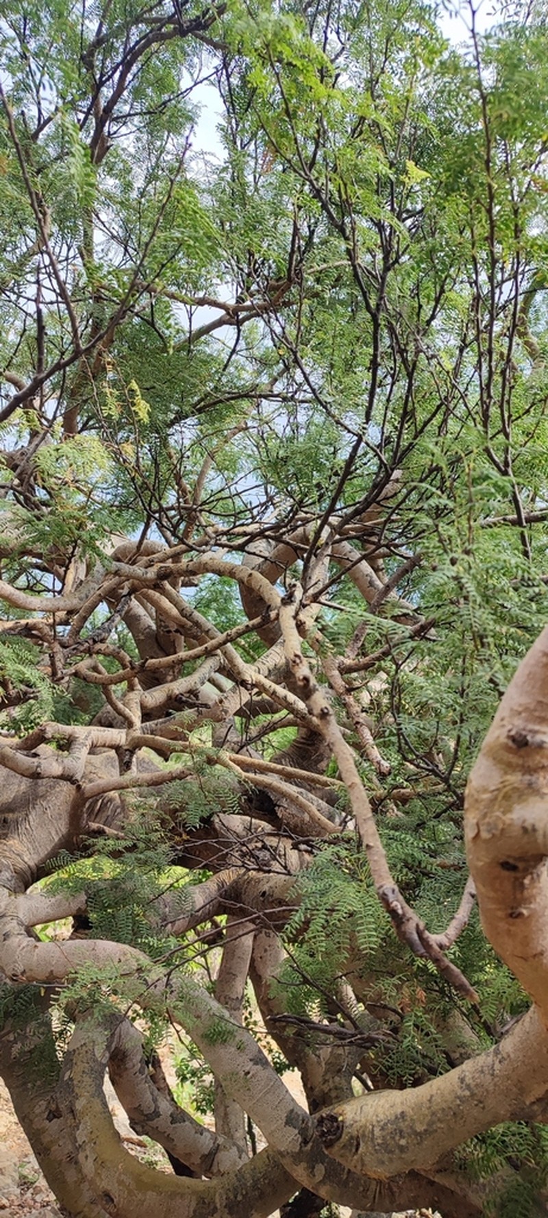 Vachellia pennivenia photo 4