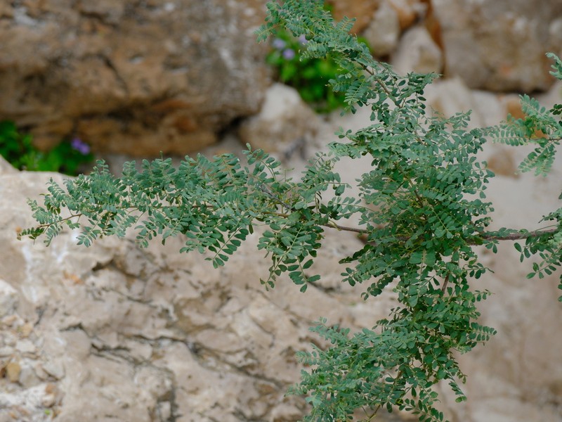 Vachellia pennivenia photo 5