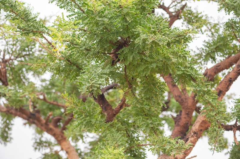 Vachellia pennivenia photo 6
