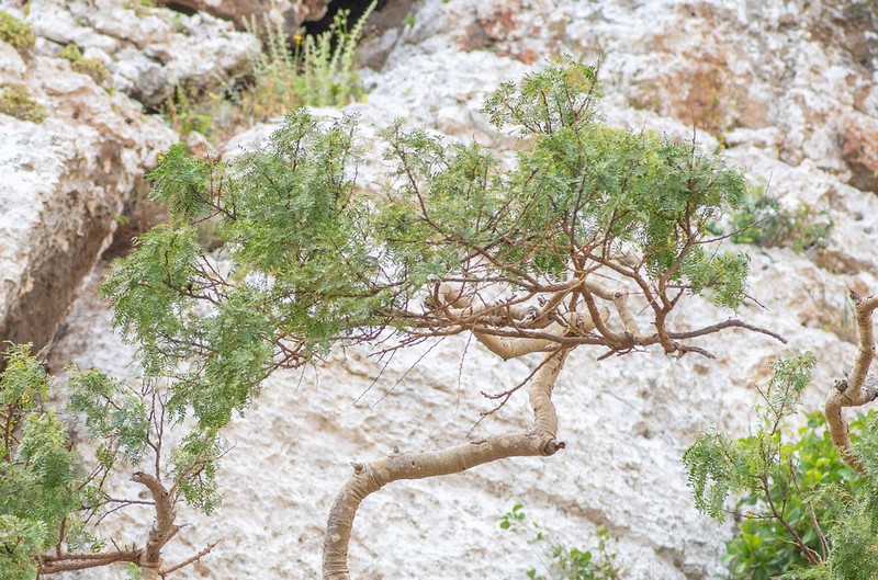 Vachellia pennivenia photo 7