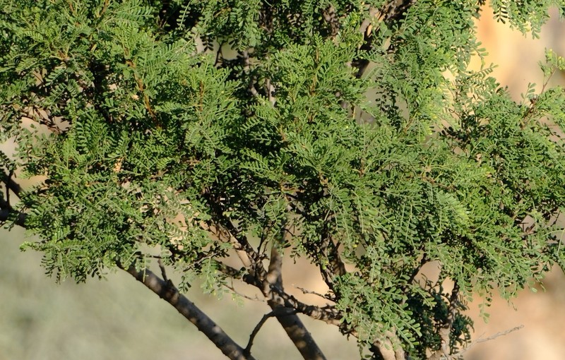 Vachellia pennivenia photo 8