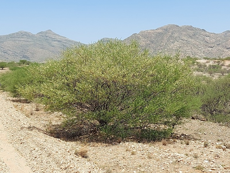 Vachellia reficiens subsp. reficiens