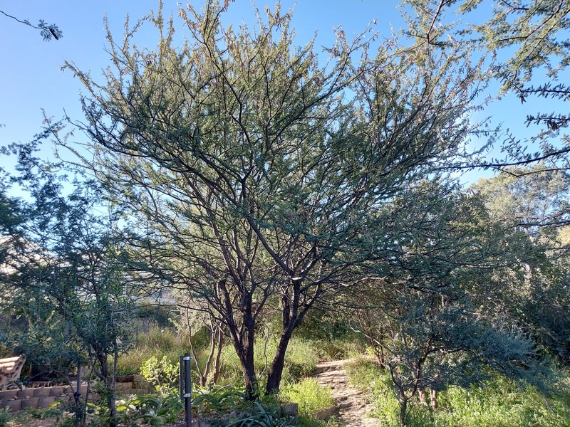 Vachellia reficiens subsp. reficiens photo 2