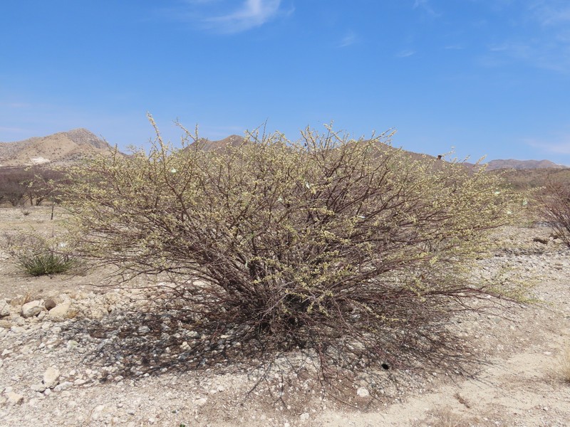 Vachellia reficiens subsp. reficiens photo 3