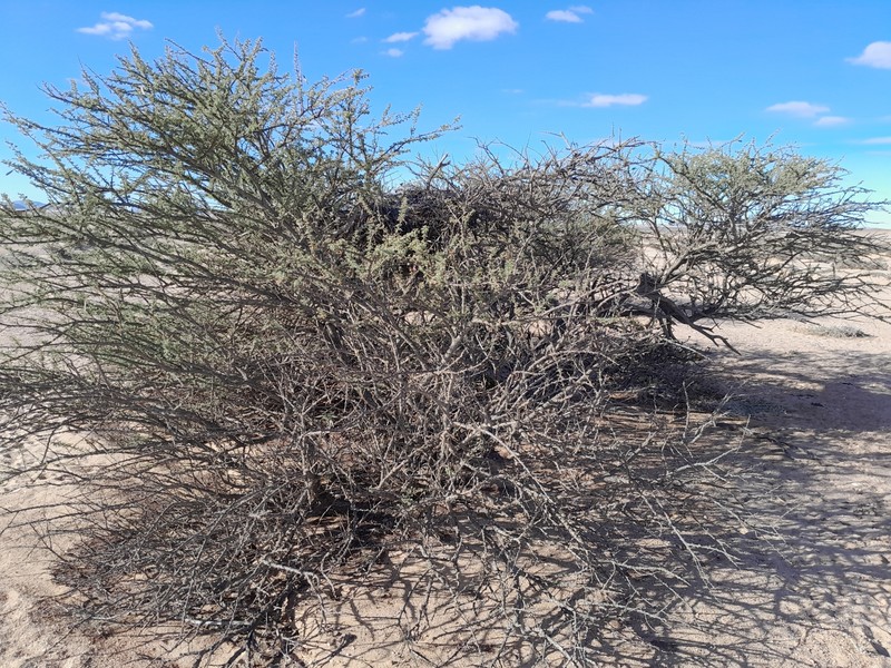 Vachellia reficiens subsp. reficiens photo 4