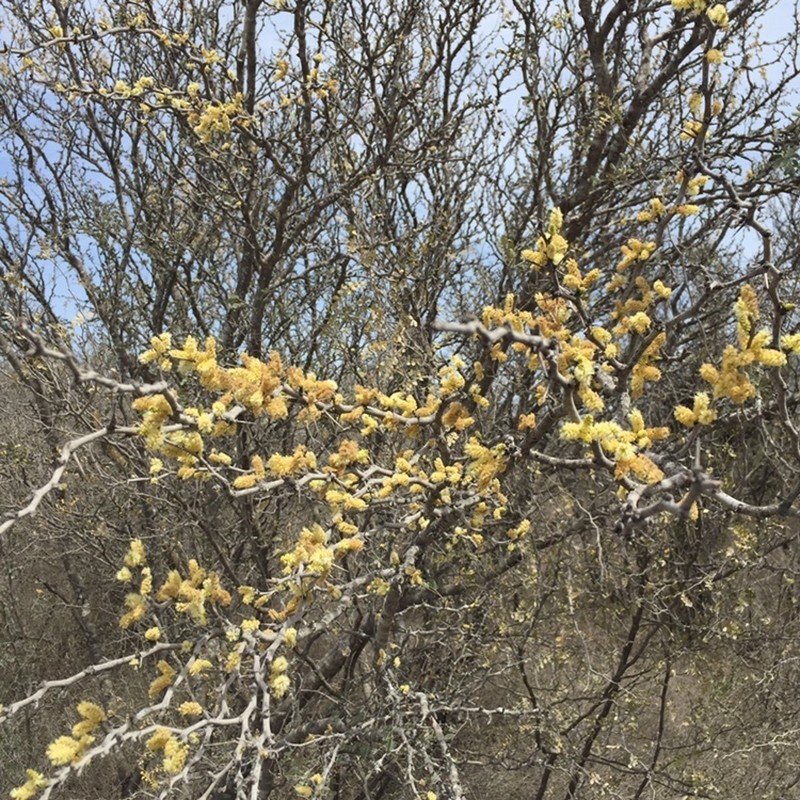 Blackbrush Acacia