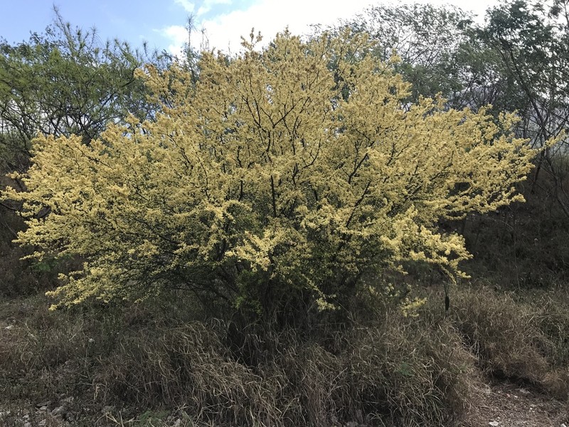 Blackbrush Acacia photo 2