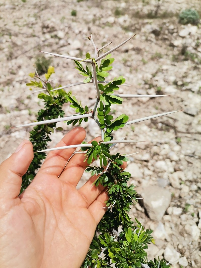 Blackbrush Acacia photo 3