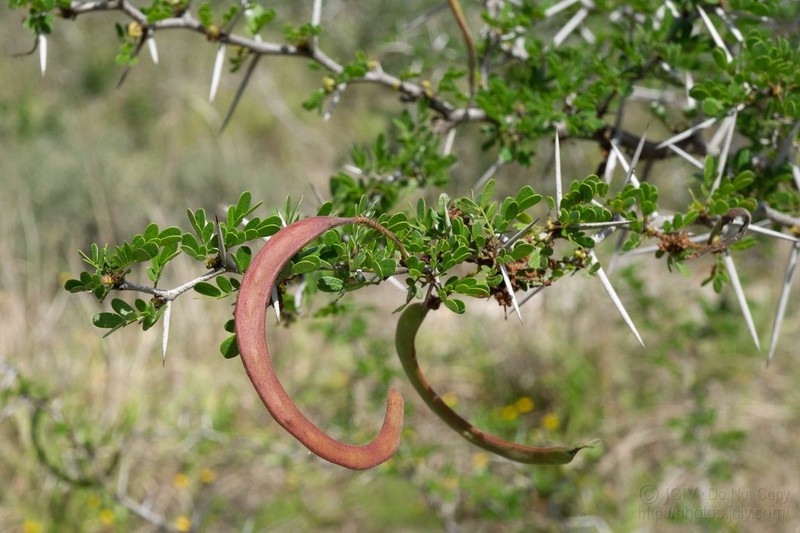 Blackbrush Acacia photo 4