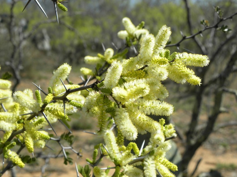 Blackbrush Acacia photo 5