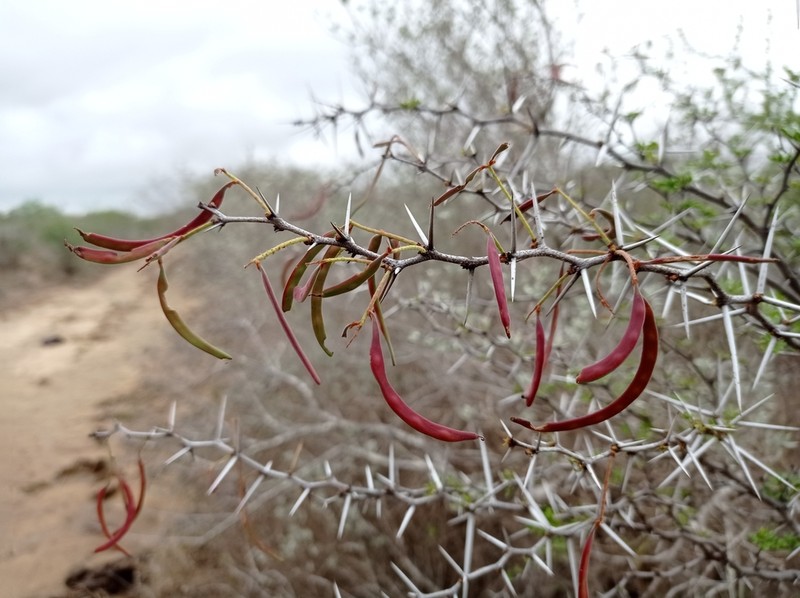 Blackbrush Acacia photo 6