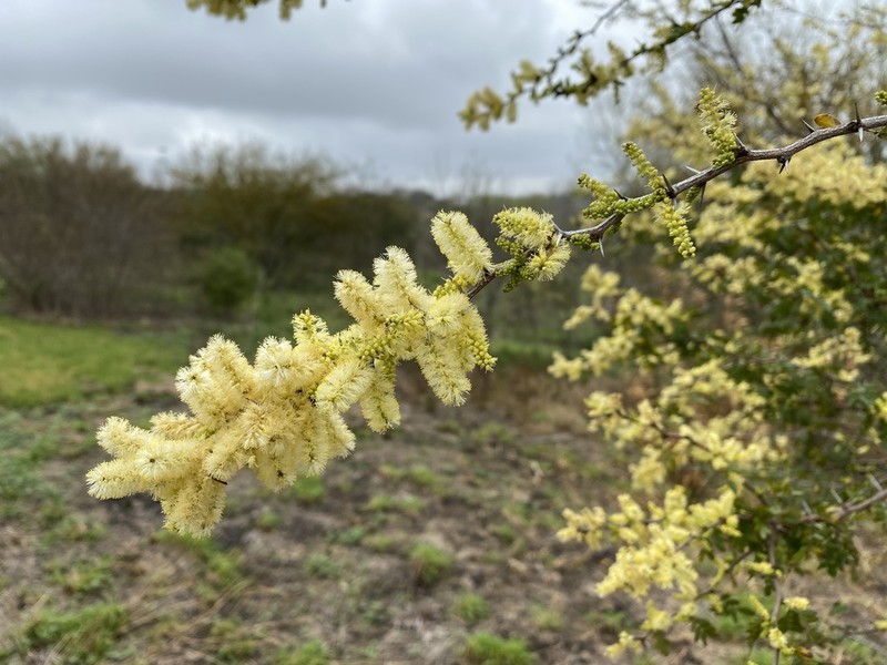 Blackbrush Acacia photo 7