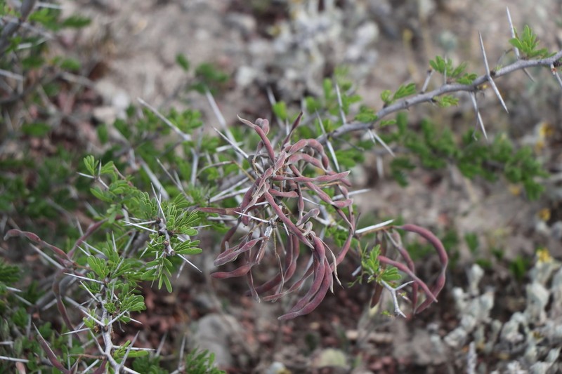 Blackbrush Acacia photo 8